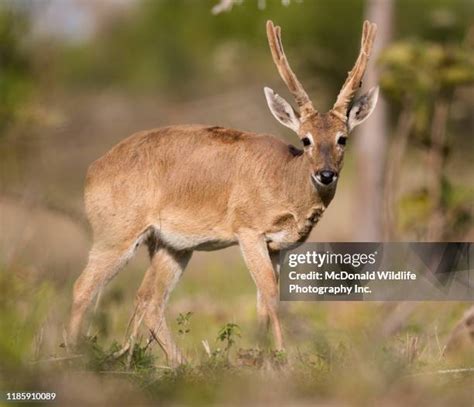 pampas deer ozotoceros bezoarticus stock  high res pictures