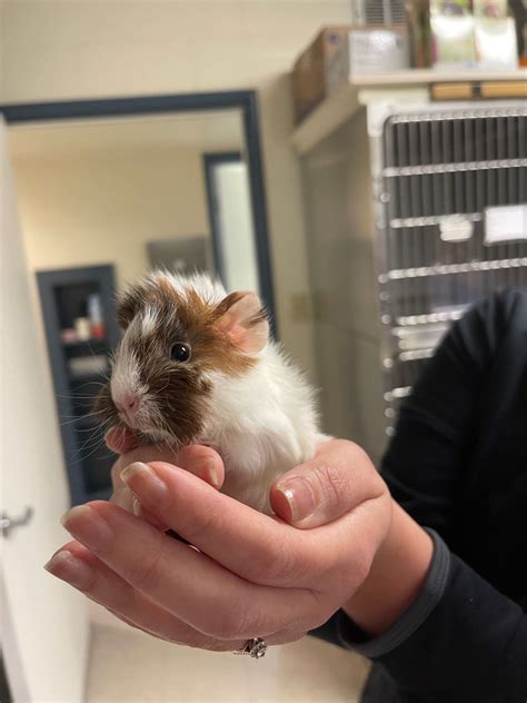 Exotic Pets - Animal Veterinary Hospital - Tulare CA