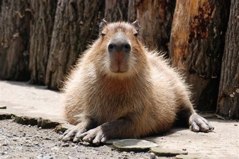 Create meme "angry capybara, a pet capybara, rodent capybara ...