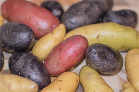 Growing Red Potatoes » Top Tips