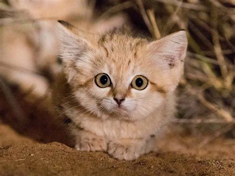 moroccos tiny sand cats reveal behavior     wild cats