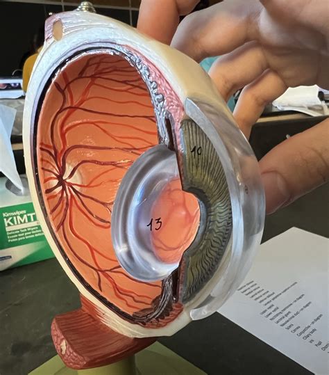 Eye Anatomy Models 2 Diagram | Quizlet