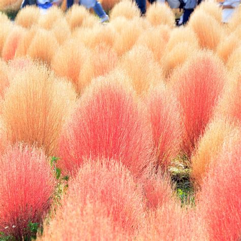 コキアを庭に植えてはいけない3つの理由とは？対策と育て方のコツ