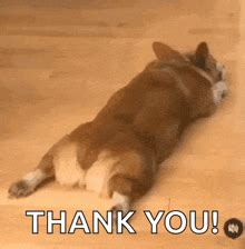 Thanks Dog GIFs | Tenor