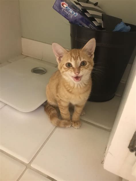 Hello Reddit, meet Oatmeal! : r/aww