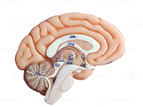 Human Brain Unlabeled