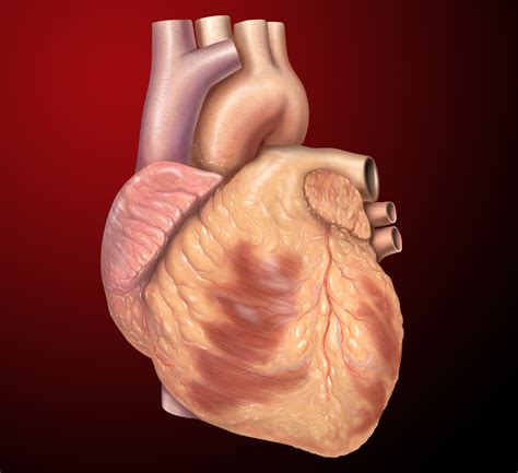 diseased human heart images