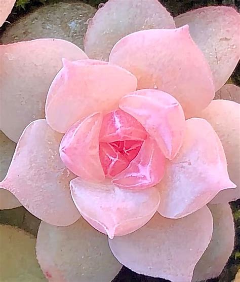 succulents how to grow 9