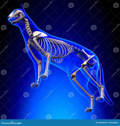 Cat Skeleton Anatomy - Anatomy Of A Cat Skeleton - Perspective V Stock ...