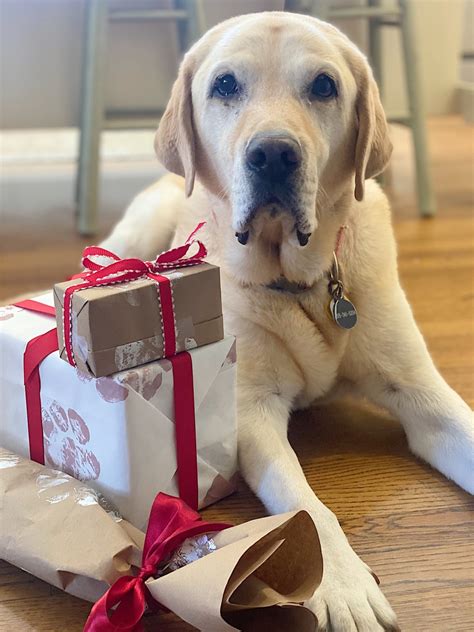 Creative Pet Gift Wrapping Ideas - MY 100 YEAR OLD HOME