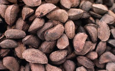 harvesting nuts improving lives  brazil wwf