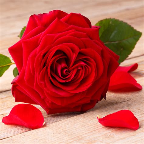 Red Rose Wallpapers - Apps on Google Play