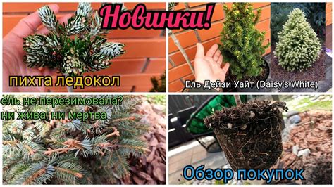 И снова новинки! Замена проблемных хвойных. Ель Дейзи Уайт, Ридал Rydal ...