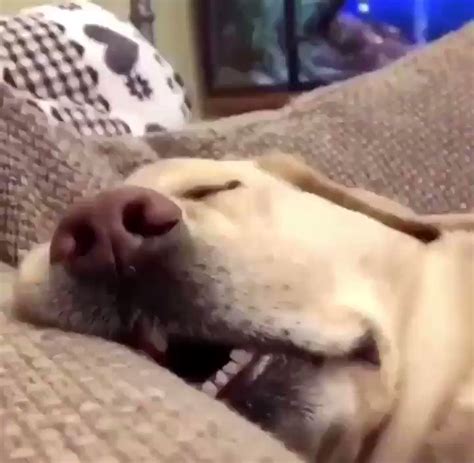 Sleepy Dog Meme