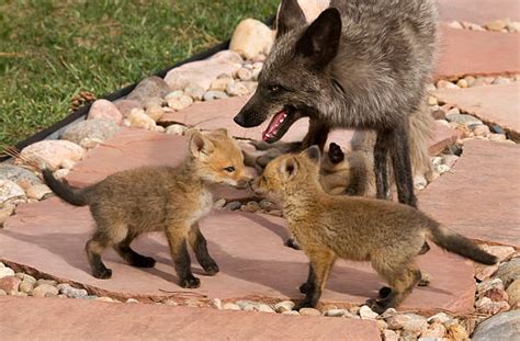 110+ Gentle North American Red Fox Stock Photos, Pictures & Royalty ...