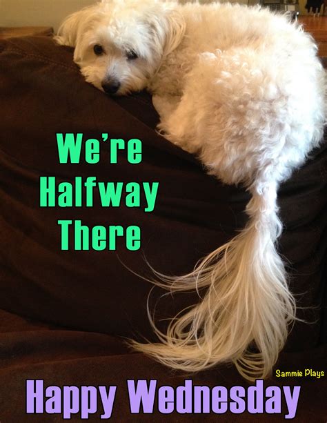 Happy Wednesday Dog Quotes at Sophie Jenny blog
