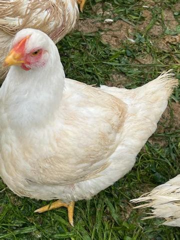 Is Grass-Fed Chicken a Thing? | Acabonac Farms