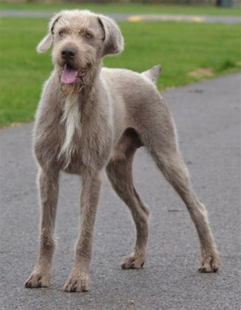 slovakian rough haired pointer dog breed information images