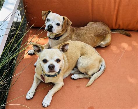 Dog for adoption - Freddie and Louis, a Pug & Chihuahua Mix in Claremont, CA | Petfinder