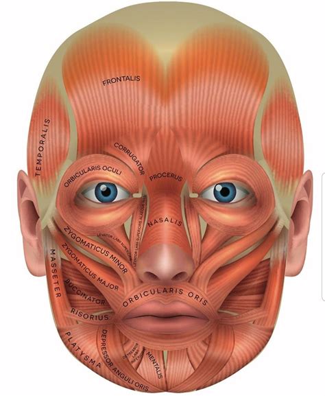 Contrações Ou Trejeito Do Rosto - Partes Do Rosto Anatomia - FDPLEARN