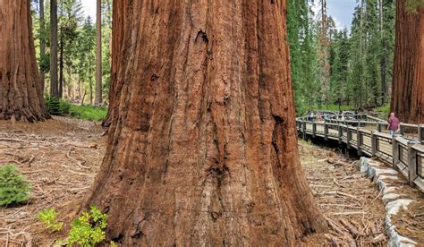 Tips to Visit Mariposa Grove in Yosemite National Park