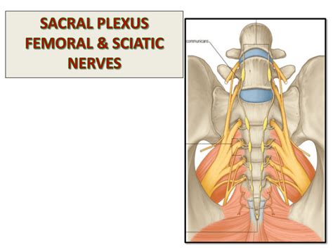 lumbar sacral plexus femoral sciatic nerve anatomy