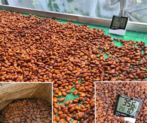 Drying Cocoa Beans | Anarchy Chocolate | Bean To Bar