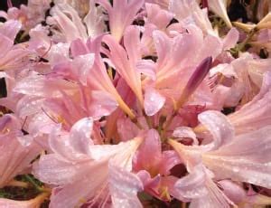pink spider lily  image peakpx
