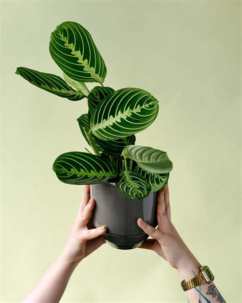 Maranta leuconeura 'Lemon Lime' Medium – Plant Circle
