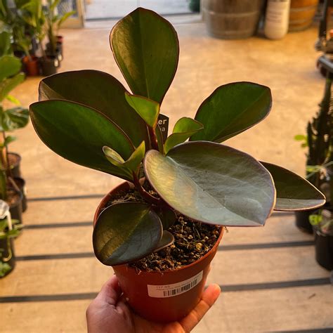 is peperomia toxic to cats