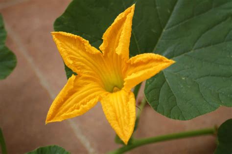 para que sirve la calabaza como planta medicinal