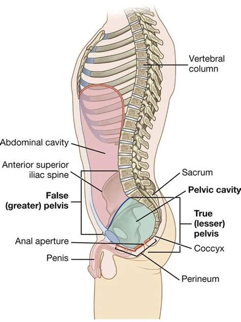 Pictures Of Cavity Of The Lesser Pelvis