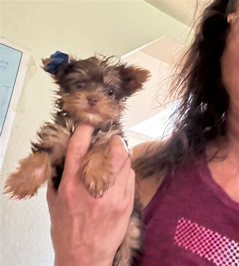 Yorkshire Terrier (Yorkie) Puppies For Sale In Sacramento, CA