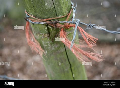 string barbed wire  res stock photography  images alamy