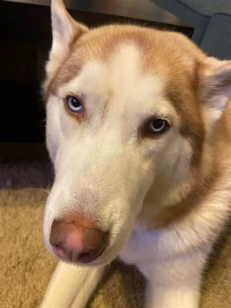 15 Adorable Pictures Of Huskies In The Pretty Eyes Challenge ...