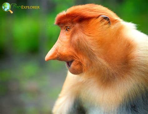 proboscis monkey information