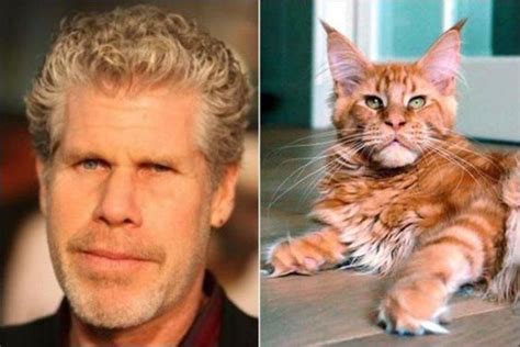 5 Maine Coon Cats That Look Like Celebs! - MaineCoon.org