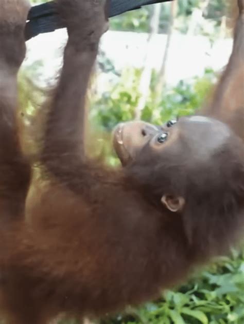 Baby Orangutan Rescued 8 Years Ago Is Finally Ready For Release ...