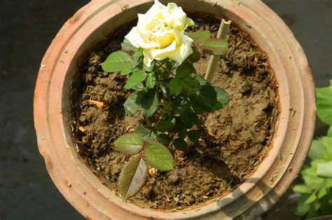 The Rose Blooming Stages And How To Get There