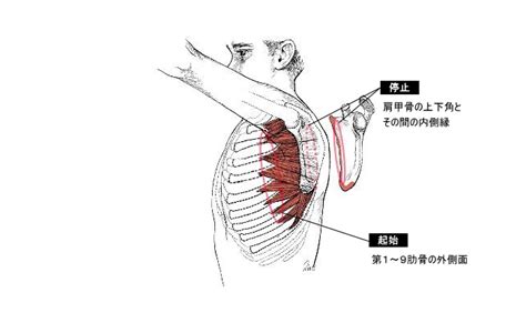 前鋸筋とは｜起始停止・神経支配と翼状肩甲・パンチ動作の主役を解説