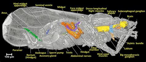 asian citrus psyllid anatomical discoveries citrus industry magazine