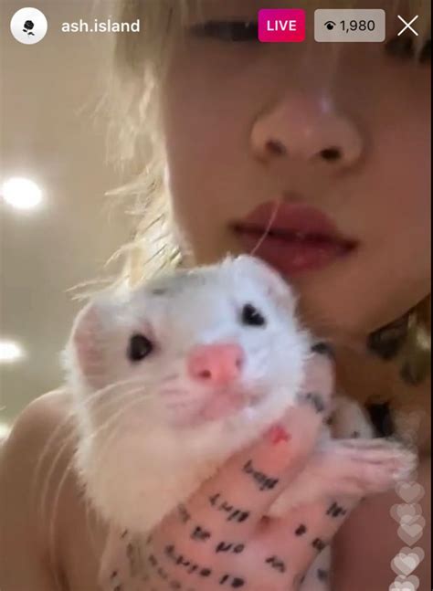 ## ᵖⁱⁿᵍᵘᵐⁱⁿᵍⁱ ⁴/|×⁰3 | Island wallpaper, Island tattoo, Ferret
