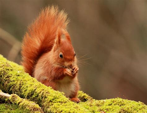 Red Squirrel | Red squirrel, Squirrel, Animals