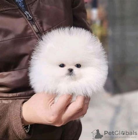 white teacup pomeranian price