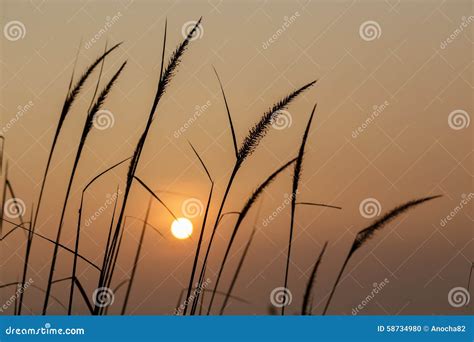 Garss. stock photo. Image of bright, natural, beauty - 58734980