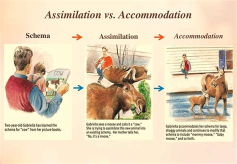 Assimilation vs accommodation-final