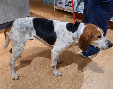 A hidden architectural gem on Lisburn road has been restored 23