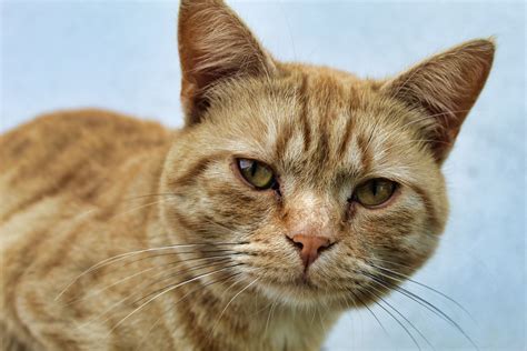 nama nama kucing islam jantan  betina beserta artinya