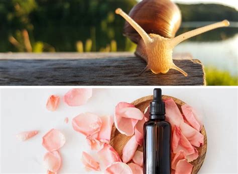 glow   snail mucin products   market