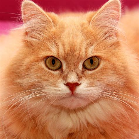 Frightened, Surprised Red Cat Looks Wide Eyed. Domestic Cat, Close-up ...